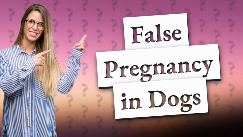 False Pregnancy in Dogs
