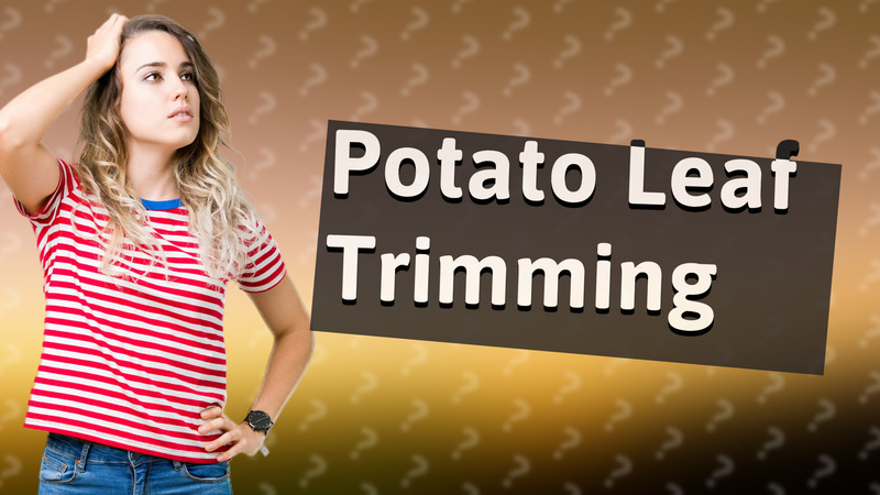 Potato Leaf Trimming