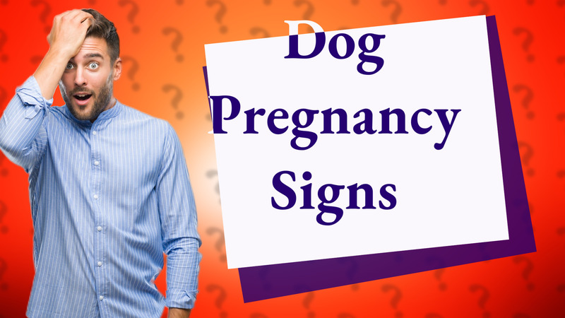 Dog Pregnancy Signs