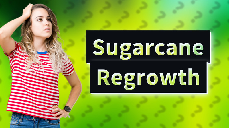 Sugarcane Regrowth