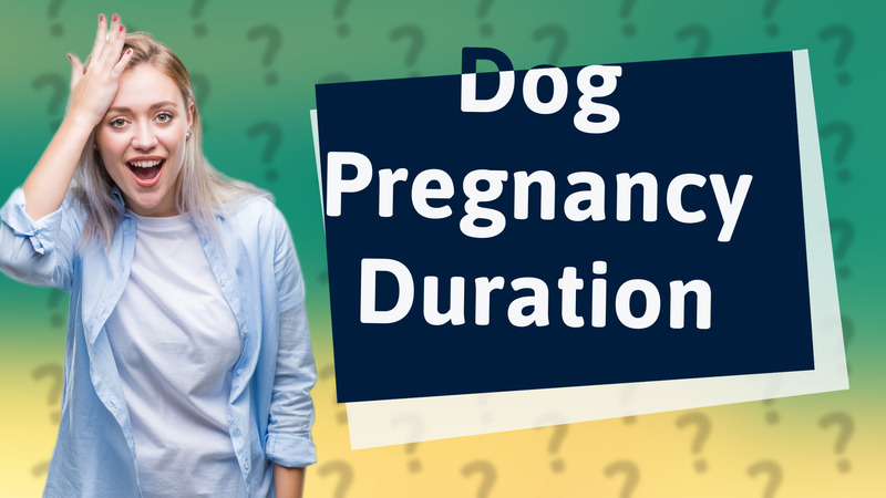 Dog Pregnancy Duration