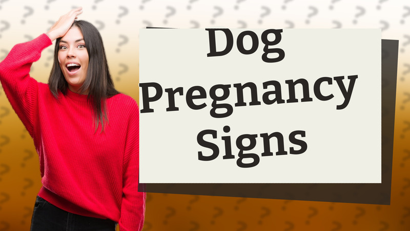 Dog Pregnancy Signs