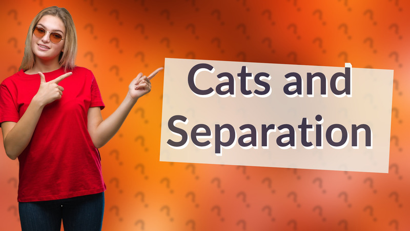 Cats and Separation