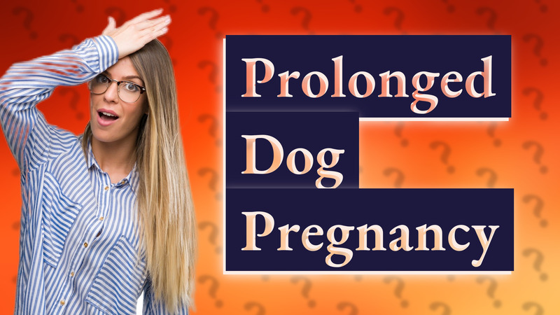 Prolonged Dog Pregnancy