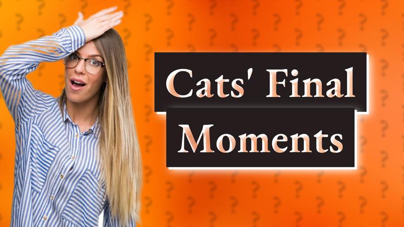 Cats' Final Moments