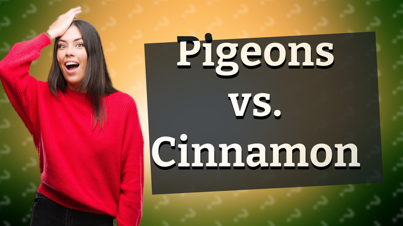 Pigeons vs. Cinnamon