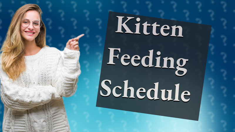 Kitten Feeding Schedule