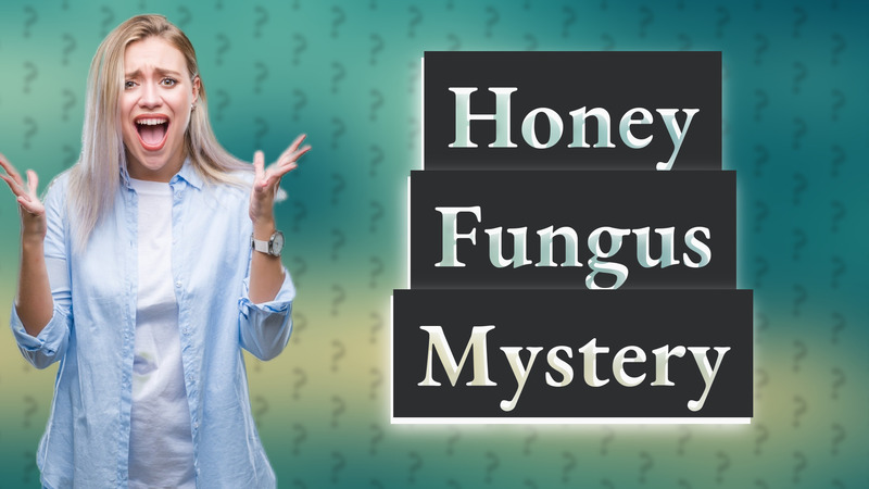 Honey Fungus Mystery
