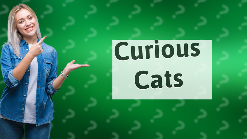 Curious Cats