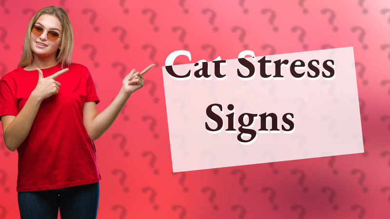 Cat Stress Signs
