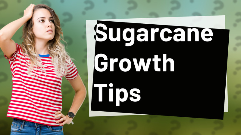 Sugarcane Growth Tips