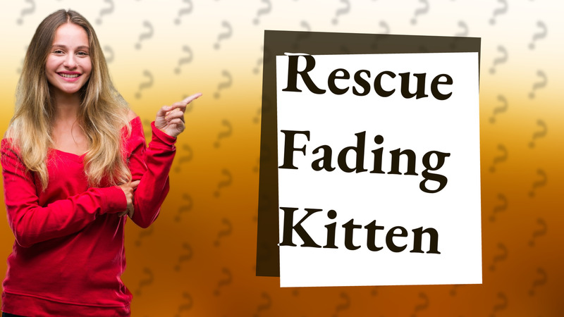 Rescue Fading Kitten