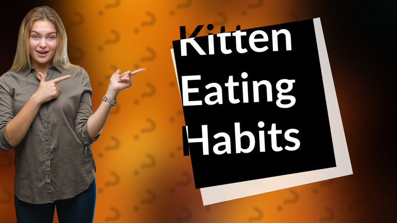 Kitten Eating Habits