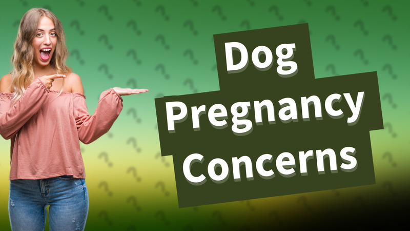 Dog Pregnancy Concerns