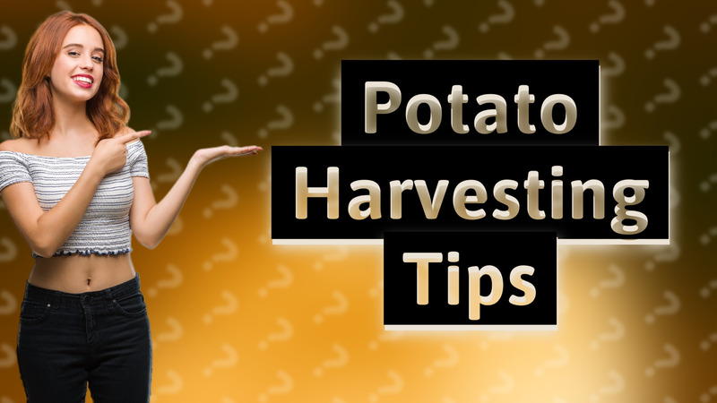 Potato Harvesting Tips