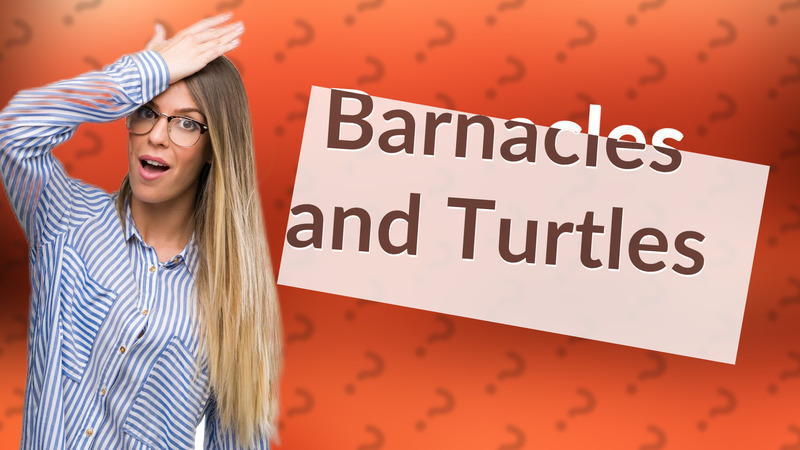 Barnacles and Turtles
