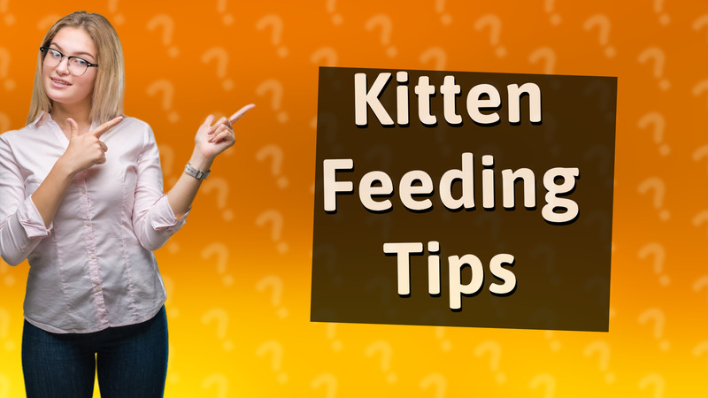 Kitten Feeding Tips