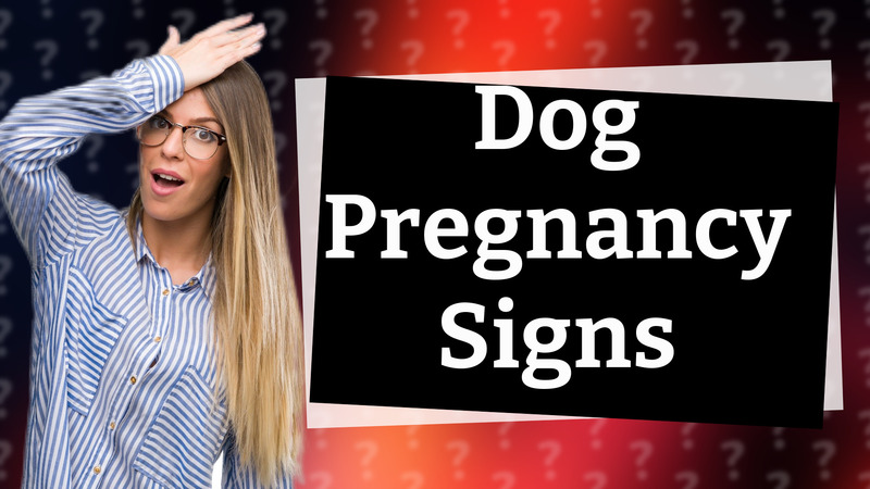 Dog Pregnancy Signs