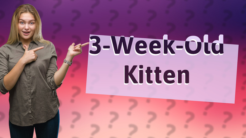 3-Week-Old Kitten