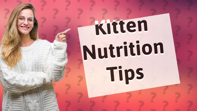 Kitten Nutrition Tips