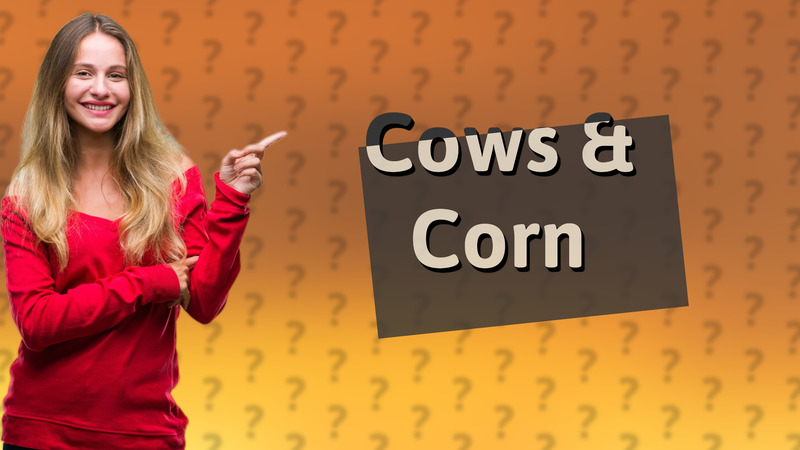 Cows & Corn