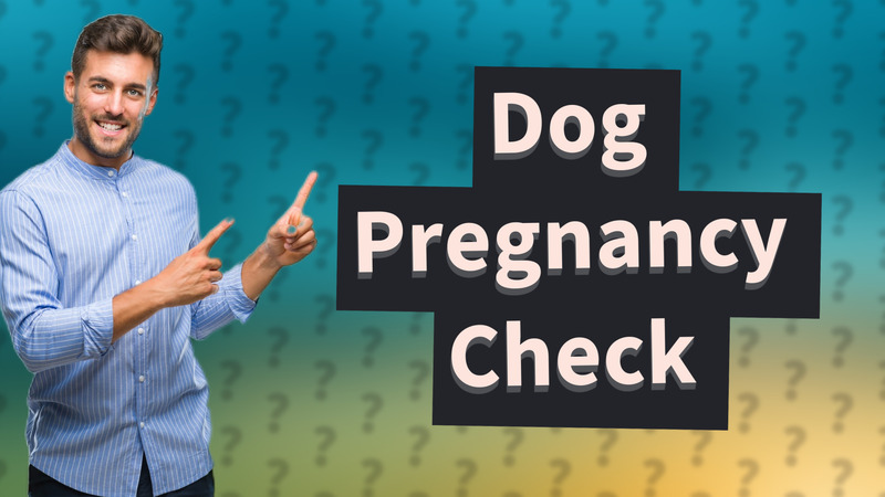Dog Pregnancy Check