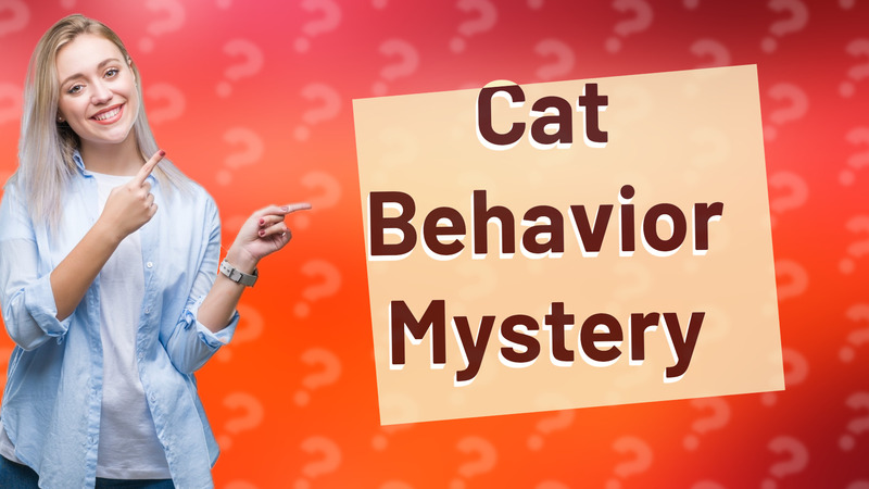 Cat Behavior Mystery