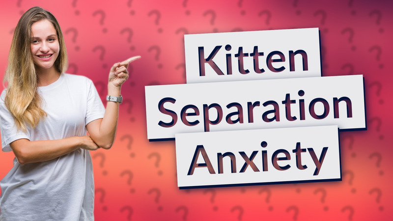 Kitten Separation Anxiety