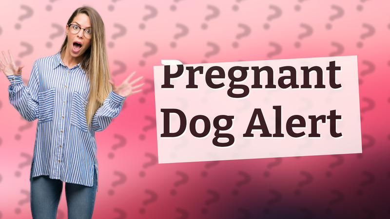 Pregnant Dog Alert