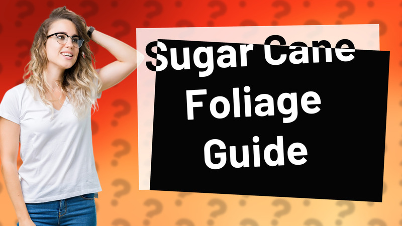 Sugar Cane Foliage Guide