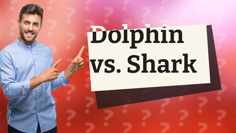 Dolphin vs. Shark