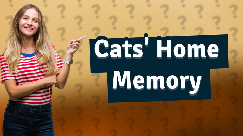 Cats' Home Memory