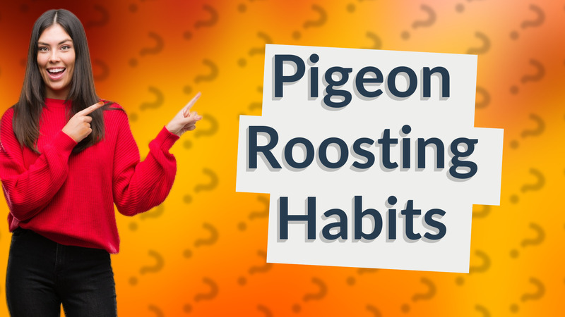 Pigeon Roosting Habits