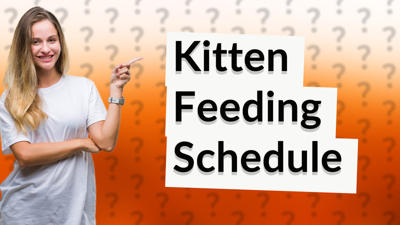 Kitten Feeding Schedule