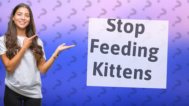 Stop Feeding Kittens