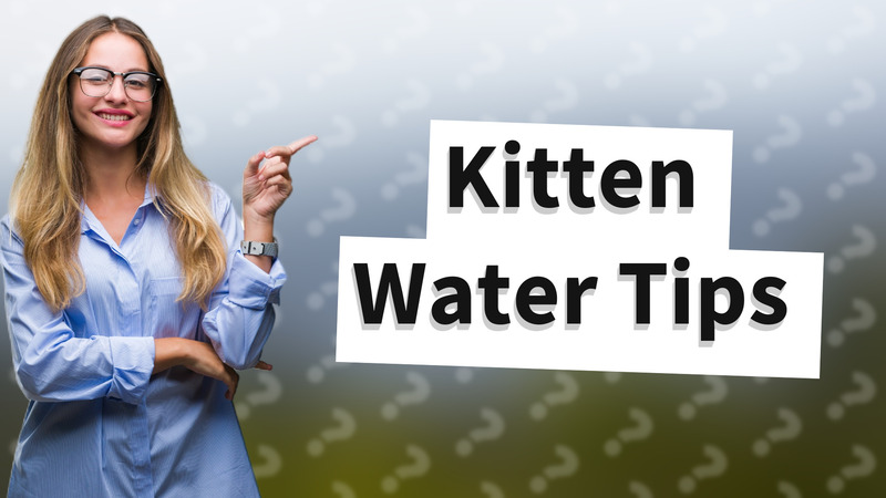 Kitten Water Tips