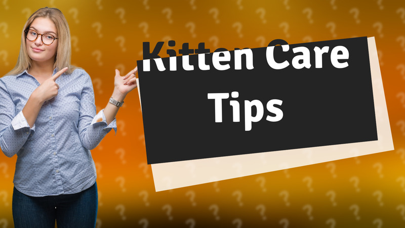 Kitten Care Tips