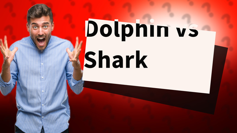 Dolphin vs Shark