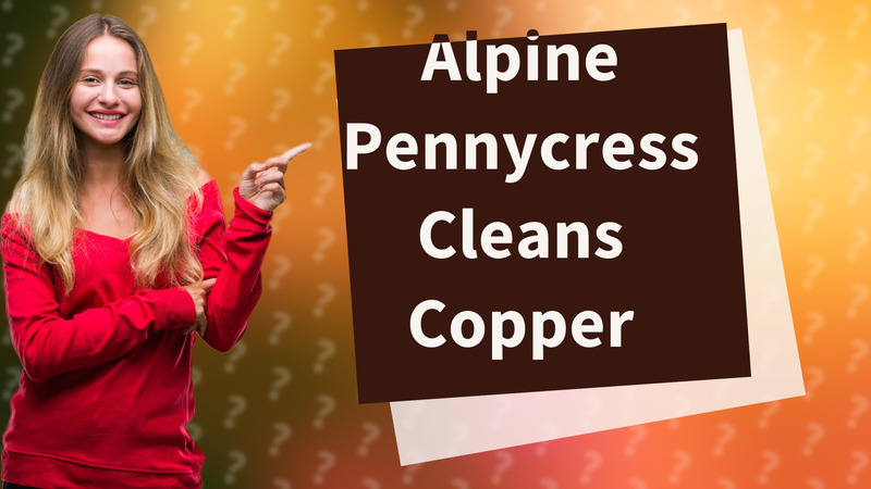 Alpine Pennycress Cleans Copper