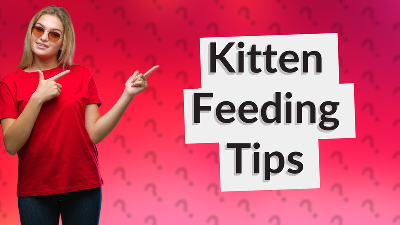 Kitten Feeding Tips