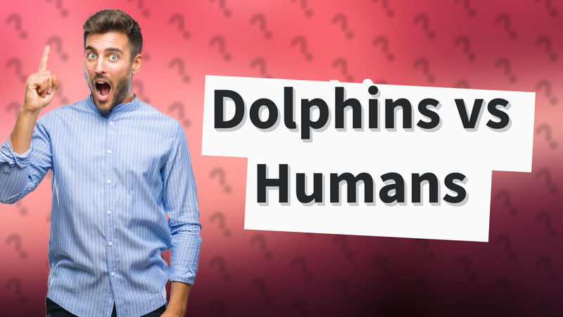 Dolphins vs Humans