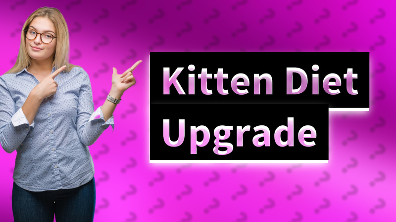 Kitten Diet Upgrade