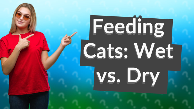 Feeding Cats: Wet vs. Dry