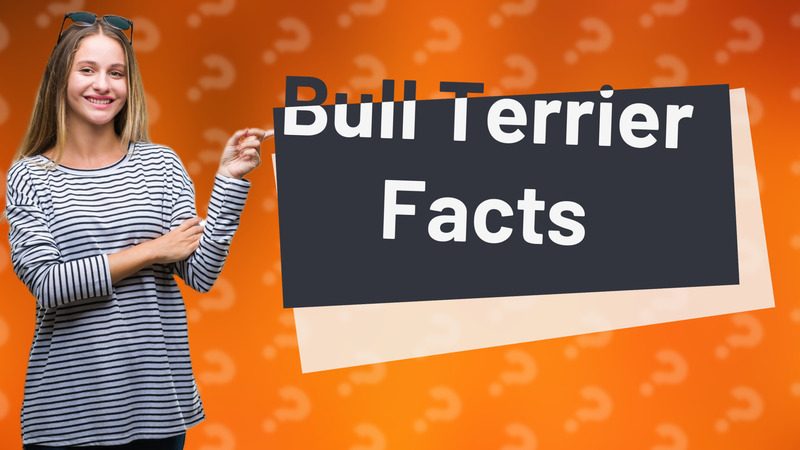 Bull Terrier Facts