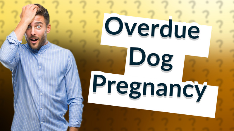 Overdue Dog Pregnancy