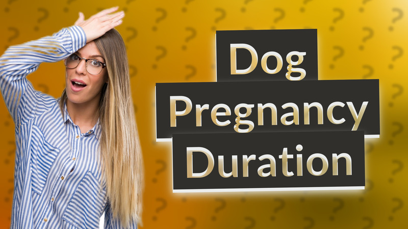Dog Pregnancy Duration