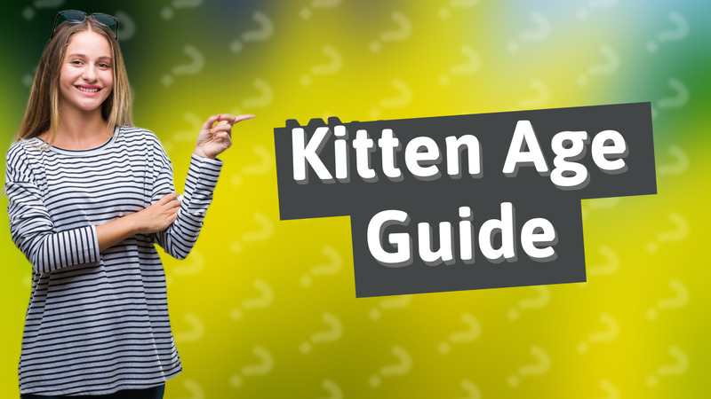 Kitten Age Guide