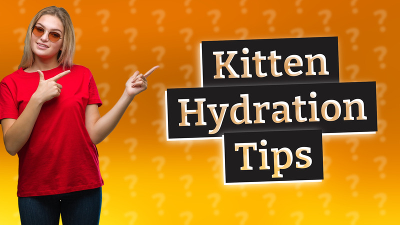 Kitten Hydration Tips