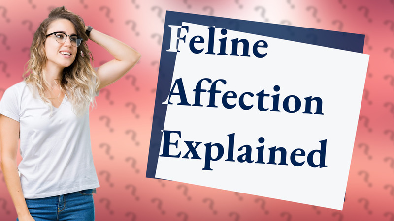 Feline Affection Explained