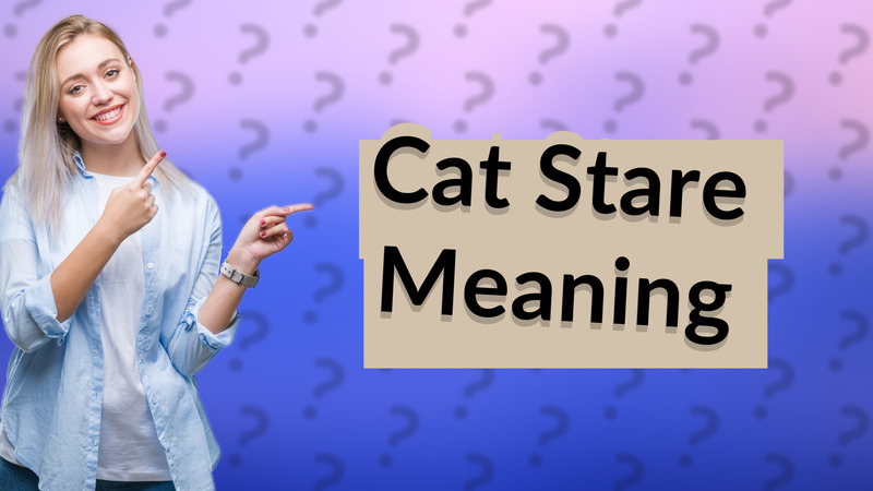 Cat Stare Meaning